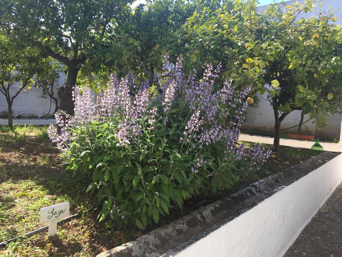 אוסטוני Masseria Rienzo מראה חיצוני תמונה