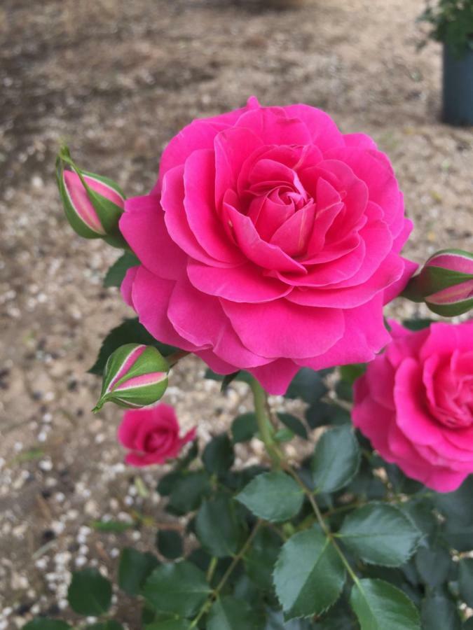אוסטוני Masseria Rienzo מראה חיצוני תמונה